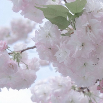 原创Furry角色设计思路福瑞群